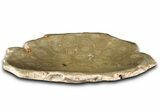 Polished Fossil Coral (Actinocyathus) Dish - Morocco #348545-1